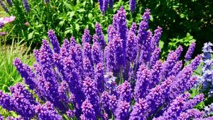 Levănțică și ceasornic înflorite într-o grădină însorită.